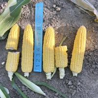 Triple Threat Midwest Crookham Sweet Corn Processor 2025