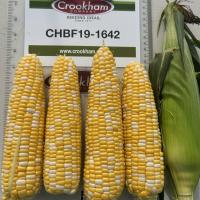 Dash 19-1642 Wisconsin Crookham Sweet Corn Fresh Market Seed