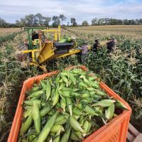 Xanadu Mechanical Harvest in the Midwest Crookham Sweet Corn Seed Nirvana Series