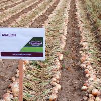 Crookham Onion Avalon