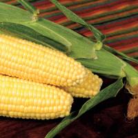Crookham Sweet Corn Bodacious Film