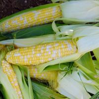 Crookham Sweet Corn Ambrosia 2019