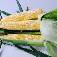 Crookham Sweet Corn Everglades