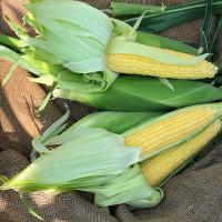 Crookham Sweet Corn Incredible