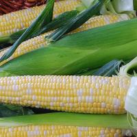Crookham Sweet Corn Nectar