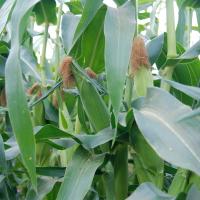 Crookham Sweet Corn Nectar