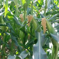 Crookham Sweet Corn Nirvana