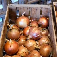 Crookham Onion Caliber