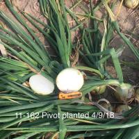 Crookham Long Day Onion Caliber - Pivot Planting
