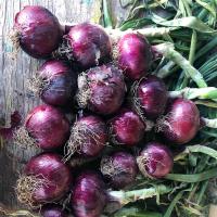 Crookham Seed Onion Red Ranger 15-1041