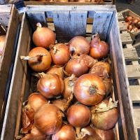 Crookham Onion Seed Long Day Trident