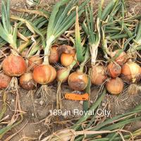 Crookham Long Day Onion Seed Trident