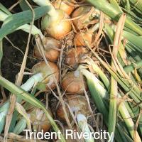 Crookham Long Day Onion Seed Trident