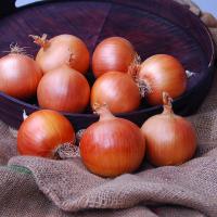 Crookham Onion Seed Trident