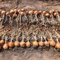 Crookham Onion Seed Long Day Trident