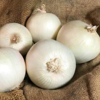 Crookham Onion White Ace