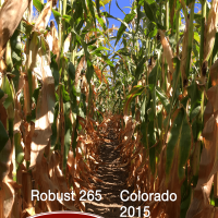 Crookham Popcorn R265