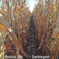 Crookham Popcorn R265