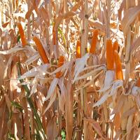 Crookham Popcorn R606