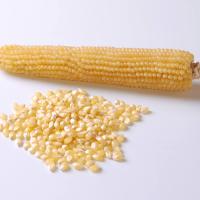 Crookham Popcorn R98114W