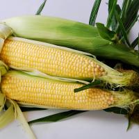 Crookham Sweet Corn Daytona