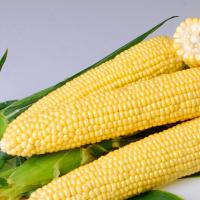 Crookham Sweet Corn Hardi 