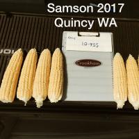 Crookham Sweet Corn Samson