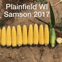 Crookham Sweet Corn Samson