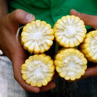 Crookham Sweet Corn Samson