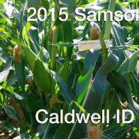 Crookham Sweet Corn Samson