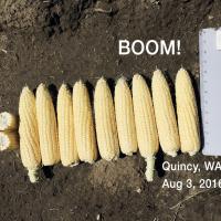 Crookham Sweet Corn Boom!