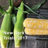 Crookham Sweet Corn Solstice