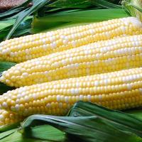 Crookham Sweet Corn Solstice