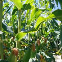 Crookham Sweet Corn Temptress