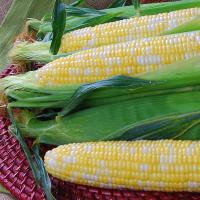 Crookham Sweet Corn Temptress