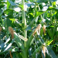 Crookham Sweet Corn Yellowstone