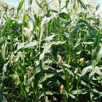 Crookham Sweet Corn Yellowstone