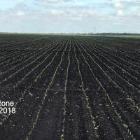 Crookham Sweet Corn Yellowstone