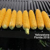 Crookham Sweet Corn Yellowstone