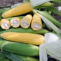 CrookhamCompany Sweetcorn Processing Seed Braveheart_CSHYP16-113