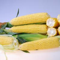 CrookhamCompany_Sweetcorn Seed Braveheart_CSHYP16-113