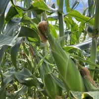 CrookhamCompany_Sweetcorn Seed Braveheart_CSHYP16-113