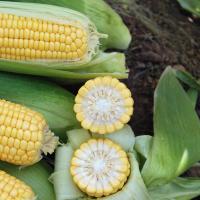 Crookham SweetCorn_CSHYP16-1029