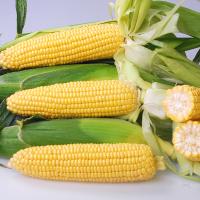 Crookham SweetCorn_Noa