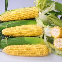 Crookham SweetCorn_Noa