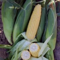 Crookham SweetCorn_Noa