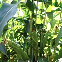 Crookham SweetCorn_B672