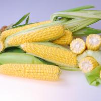 Triple Threat_CSHYP16-1029 Crookham Processing Sweet Corn Seed