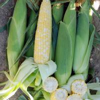 Crookham SweetCorn_B672