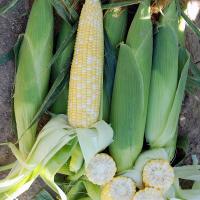 Crookham SweetCorn_B672